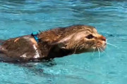カワウソが水中を泳いでる！？いいえ違います、それは猫です。