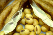 海外「豆乳と日本の調味料の醤油はどちらも大豆からできた液体なのに全然違うよな」大豆食品に対する海外の反応