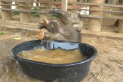 はしゃぎすぎてスッテンコロリン！赤ちゃんゾウが初めてバスタブで泥水遊びをする様子が可愛い！