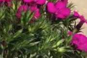 【微閲覧注意】花の蜜を吸う、鳥のような虫さんがなんか可愛いｗｗ海外の反応