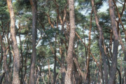 韓国人「桜は花が3日で散り果てる虚無の象徴」韓国人が一番好きな木ランキング１位は桜ではなかった‥１位の木とは？　韓国の反応