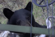 木の上に居たら熊が登って来ちゃった！！凄い近距離でクンクン嗅がれるハンターさんの動画！！
