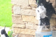 カササギを怖がらせるため、鳥よけ用フクロウを作って置いたところ神として崇めるように？
