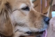 飼い主さん「鼻血がでちゃった…」ワンコ「大丈夫かワン？大丈夫かワン？」