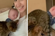 赤ちゃん「ママのとこ気持ちいい～」猫「えっと、ご一緒させてもらうニャ…」