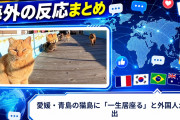 【海外の反応】愛媛・青島の猫島に「一生居座る」と外国人が続出