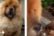 「ここが一番落ち着くんだ！」胸に野生動物ぶら下げて帰ってくる犬