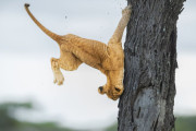 【海外】2022年コメディ野生動物写真賞の受賞作品が笑いを誘う！動物たちのユーモラスな瞬間をお届け