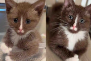 【海外】帰り道に見つけた小さなチョコレート色の子猫、勇敢な心を持つその猫の物語