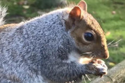 小さな村が「血に飢えたリス」に襲われ18人が負傷、英国(海外の反応)