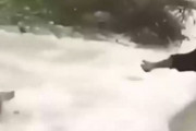 溺れている犬が人間を信じて必死に泳ぎ近づいた結果･･･海外の反応