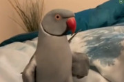 キスをして”I love you～”と言ってくれるワカケホンセイインコに癒されます