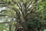 外国人「日本のマイナースポットを3週間旅行してきたので見せていく！」