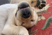 夢見るラブラドールレトリバーの子犬。無防備な寝相に思わず笑っちゃう！