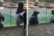 水の中で2頭の熊がシンクロ！見物客に見せつけるかのようにジャンプしてて楽しそう！