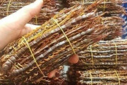 【海外の反応】中国では大型のムカデを焼いたり揚げたりして食べる　海外の反応「悪魔の食べ物、1億年前の生活だ」