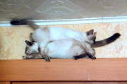 狭い場所で２匹の猫が向かい合って立ち往生…どちらかが後退するしかない？いえいえ、2匹とも幸せになれる通り方があります！