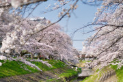海外『魂がそこにある』日本の春を追いかけた絶景写真に世界が感動