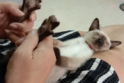 足裏マッサージをすると舌が出まくってしまう子猫ちゃん