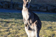 【強い】カンガルーを組み伏せたスーパーお爺ちゃんｗｗｗｗｗｗｗｗ