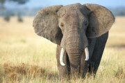 【大迫力】動物園のゾウ、飼育員と2か月ぶりの再会でとてつもない雄叫びをあげて喜ぶ