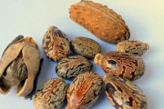 「人間だけがたった1粒で死ぬ植物の種があるそうだ…」ヒマシ油の原料であるトウゴマの種子