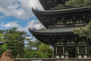外国人「日本の奈良で会心の写真を撮影できたので見てくれ！」