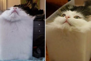 外国人「面白すぎる場所にいる猫の写真を集めてみたｗｗｗｗ」