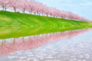 韓国人「神戸に“韓国人がまだ誰も知らない”桜の聖地が13箇所も隠されているという事実‥現地人だけが楽しむ贅沢な風景とは」→「ガチで羨ましい…」