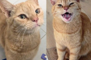 【海外】「見知らぬ家に現れた野良猫が、欲しいものを手に入れるまで通い続ける不思議なストーリー」