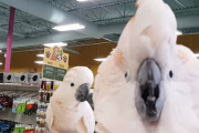 オウムとオウムがペットショップで出会ったら騒々しくて店内大爆笑！！