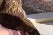 「家に入り込んだタカを、女性が片手で捕獲して逃がしてあげる…」恐怖の表情を浮かべるタカ