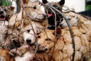 韓国人「クリント·イーストウッドが韓国人を侮辱！」「韓国は犬肉を食べる文化終わらせよう」→「中国の方がもっと食べるのだが‥」　韓国の反応