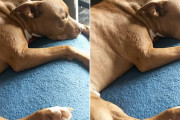 何の夢を見ているのかな？頬を膨らませながら「プフゥ！」という音をたて、気持ちよさそうに眠るピットブルの動画！