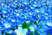 海外「絶景ですね…桜に匹敵する花に出会えたかもしれない」約500万本のネモフィラの花が咲き誇る（海外の反応）
