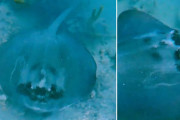 ”悪魔の顔”を持つアカエイが発見される！毒の棘を持つ生き物の生態とは