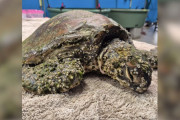 【海外】ウミガメがバルクに覆われて動けなくなった？ 今や「輝くボス」に変身した驚きの物語！