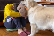 「このオモチャあげるから一緒に遊ぼう！」飼い主さんの悲しい気持ちを察知して慰めるゴールデンレトリバー