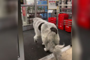 【海外】「毎日自分でお散歩！巨大犬が愛する薬局の秘密とは？」