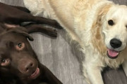 君の犬と僕の犬は親友になれそう、とマッチングアプリで声をかけたところ飼い主同士も互いの犬もベストな仲に