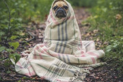 生まれつき前足のない子犬に足を与えた結果・・・ →「この犬に敬意を表します」「笑顔になりました」海外の反応