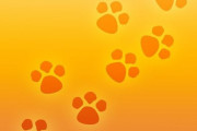 「猫2匹を動物病院に連れて行ったら…同じ場所に隠れた」