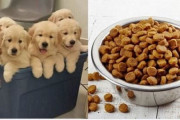 韓国人「犬肉でドッグフードを製造し韓国で騒然‥」捨て犬3,829匹の死体で「動物飼料」が製造される　韓国の反応