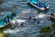 中国人「日本のイルカ漁の映画を観て泣いた…まだあんな酷いことやってるの？」