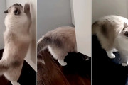 「美味しいものは何処ですか」戸棚をカリカリしておやつを探すラグドールのトビーくん