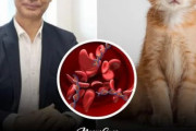 海外「日本の科学者が猫の寿命を2倍に上げる注射剤を開発。これこそノーベル賞だろ！」