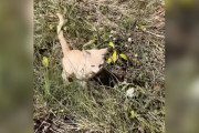 【海外】郵便配達員が猫を救出！毎日の配達に愛らしい仲間を連れて行く理由とは？