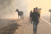 山火事発生時、家族を助けに行くために煙の中を走る馬が感動的と話題に！（アメリカ）