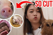 外国人「日本の動物カフェ可愛すぎだろｗｗｗカワウソにあいてぇ！！！」