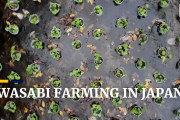 海外「ここはリゾート？？」静岡の本わさび農家の様子を映し出した動画に注目！